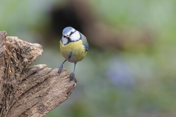 Blaumeise (Cyanistes caeruleu)