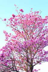 Spring Cherry blossoms, pink flowers. Beautiful nature spring background with a branch of blooming