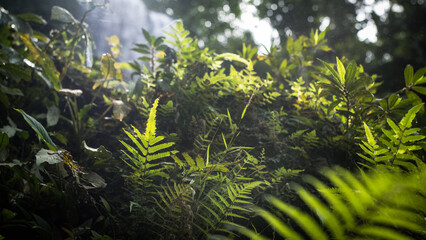 powerful tropical jungle, green massif, ferns, palm trees, sunlight