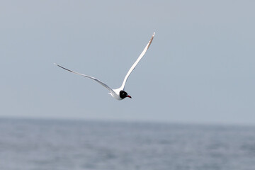 GAVIOTA