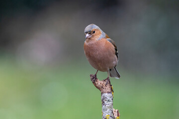 Buchfink (Fringilla coelebs)