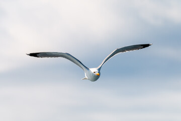 GAVIOTA