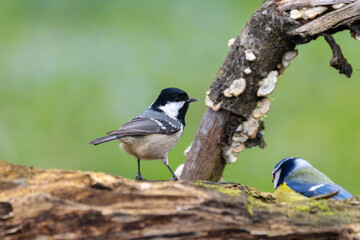 Tannenmeise (Periparus ater)