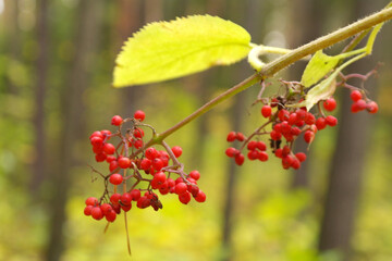 Red ripe bunch of rowan with green rowan leaves