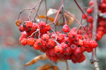 Red ripe bunch of rowan with green rowan leaves