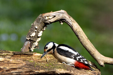 Buntspecht (Dendrocopos major)