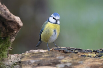 Fototapeta premium Blaumeise&nbsp;(Cyanistes caeruleu)