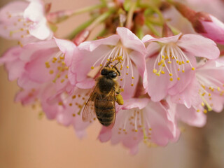 Bienen und Blüten - Nahaufnahme einer Biene, die an einem sonnigen Tag Pollen auf einer Blüte sammelt. Sommer- und Frühlingsblumen