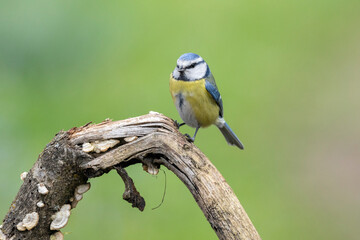 Blaumeise (Cyanistes caeruleu)