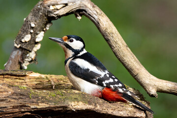 Buntspecht (Dendrocopos major)