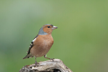 Buchfink (Fringilla coelebs)