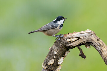 Tannenmeise (Periparus ater)