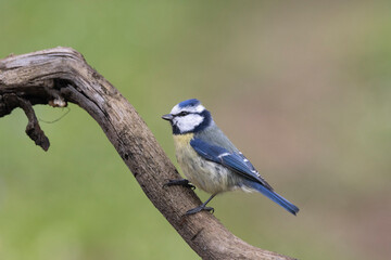 Blaumeise (Cyanistes caeruleu)