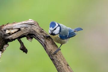 Blaumeise (Cyanistes caeruleu)