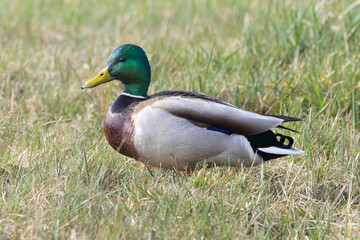 Stockente (Anas platyrhynchos)