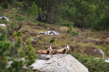 Isard des Pyrénées à la sortie de l'hiver