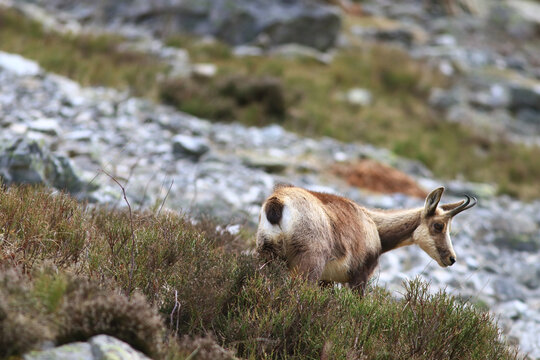 Isard des Pyr&eacute;n&eacute;es &agrave; la sortie de l'hiver