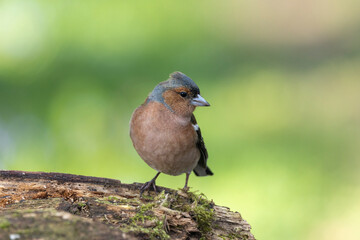 Buchfink (Fringilla coelebs)