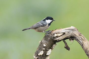Tannenmeise (Periparus ater)