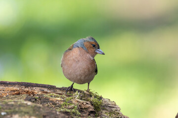 Buchfink (Fringilla coelebs)