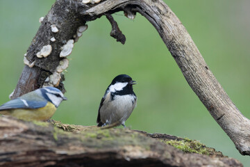 Naklejka premium Tannenmeise (Periparus ater)
