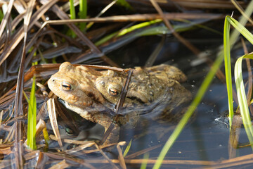 Erdkröte (Bufo bufo)