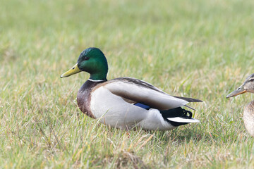 Stockente (Anas platyrhynchos)