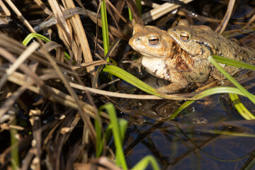 Erdkröte (Bufo bufo)