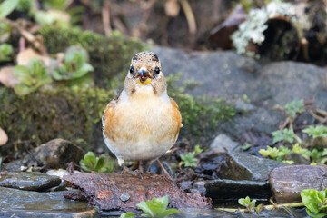 Bergfink (Fringilla montifringilla)