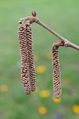 seeds on a branch