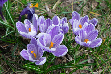 spring crocus flowers