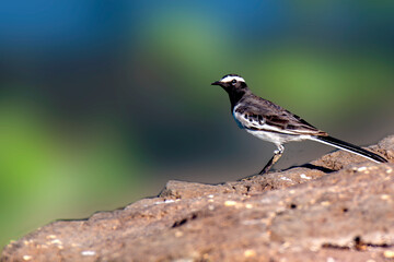 White browed Wagtail on the rock at bank of river