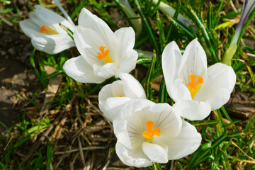 Obraz na płótnie Canvas white crocus flowers