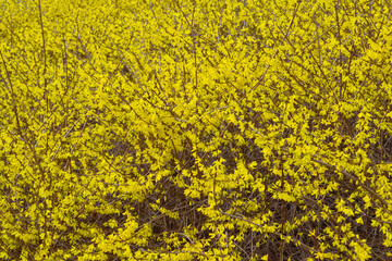 forsythia flowers
