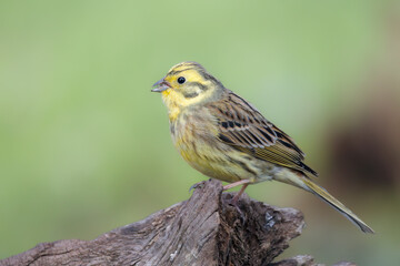Goldammer (Emberiza citrinella)