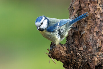 Blaumeise (Cyanistes caeruleu)