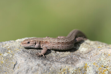 Waldeidechse (Zootoca vivipara) 