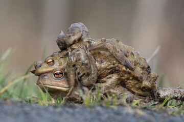Erdkröte (Bufo bufo)