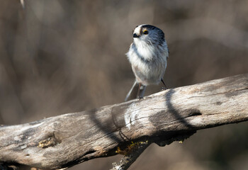 Schwanzmeise (Aegithalos caudatus)