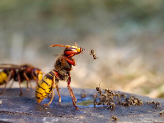 Hornisse (Vespa crabro)
