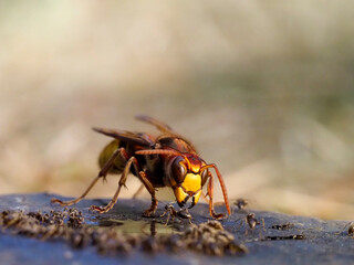 Hornisse (Vespa crabro)