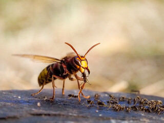 Hornisse (Vespa crabro)