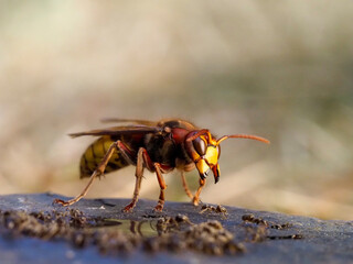 Hornisse (Vespa crabro)