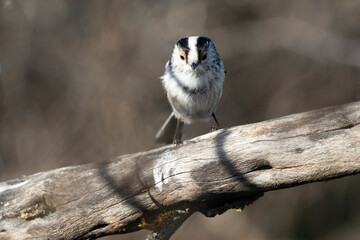 Schwanzmeise (Aegithalos caudatus)