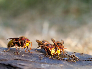 Hornisse (Vespa crabro)