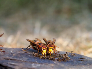 Hornisse (Vespa crabro)