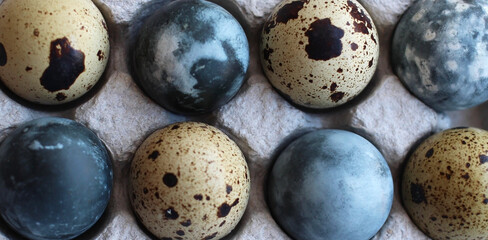 Obraz premium Easter dyed quail eggs in cells in rows