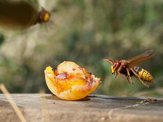 Hornisse (Vespa crabro)