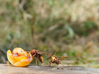 Hornisse (Vespa crabro)