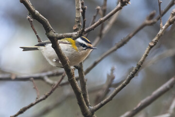 Schwanzmeise (Aegithalos caudatus)